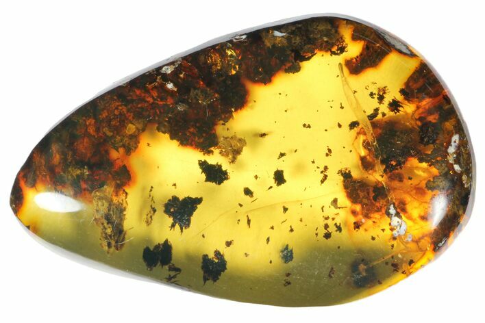 Polished Chiapas Amber ( g) - Mexico #114891